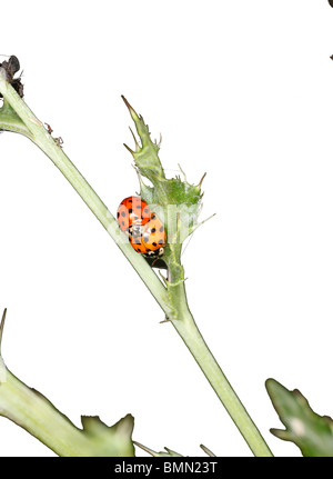 Harlekin-Marienkäfer (Harmonia Axyridis) Paarung paar weißer Hintergrund Stockfoto