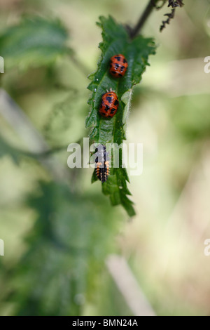 Sieben vor Ort Marienkäfer (Coccinella 7 Trommler) Puppen und Larven Stockfoto