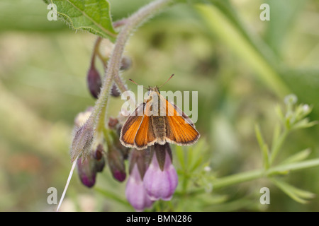 Großen Skipper (Ochlodes Venatus) weibliche ruht auf Beinwell Blume Stockfoto