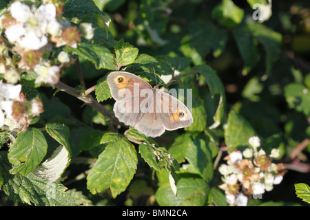 Wiese Braun (Maniola Jurtina) weiblich auf Brombeere Stockfoto