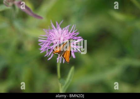 Essex Skipper (Thymelicus kleine) Männchen ernähren sich von Flockenblume Stockfoto