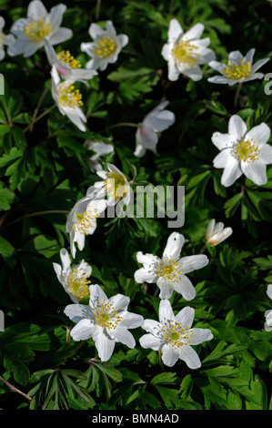 Anemone Blanda Grecian Windflower Tuberöse mehrjährige gänseblümchenartigen Frühjahr blühende weiße Blume Blüte Stockfoto