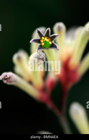 Anigozanthos Flavidus australische Pflanze Blume Blüte Blüte groß gelb Kangaroo paw Catspaw mehrjährige Stockfoto