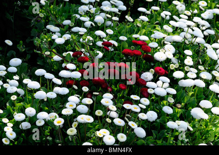 weiße Bellis Perennis AGM Pomponette Blume Blüte Blüte Bett rot Cluster Mitte Frühling Stockfoto