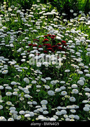 Bellis Perennis AGM Pomponette Blume Blüte Blüte Bett weiß gefärbt Farbe gefärbt rot Cluster Zentrum Stockfoto