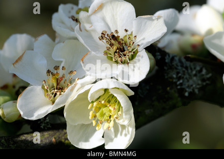 Blühende Quitte Chaenomeles Speciosa Ätna Sorte winterhart Strauch weiße Blüten Frühling Blume Blüte Blüte Stockfoto