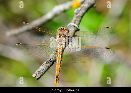 Bunte Meadowhawk Stockfoto