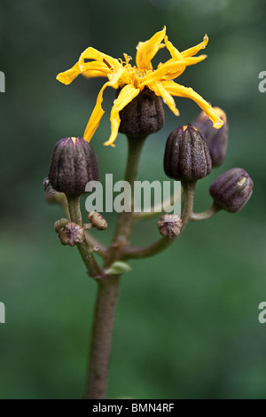 Blumen von Ligularia Dentata oder Sommer Kreuzkraut wächst in den Wäldern von Togakushi, Japan Stockfoto