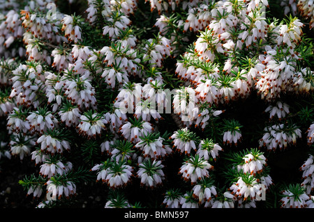 Erica Carnea golden Starlet weißen Winter Heide Winter blühenden Heidekraut Frühling Heide Sy Herbacea mediterranea Stockfoto