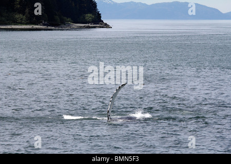 Buckelwale-Fluke flattern vor eisigen Straits Punkt Alaska 2 Stockfoto
