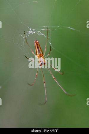 Gemeinsamen langen Jawed Orb Weaver Spider, Tetragnatha Extensa, Tetragnathidae. Von Unterseite, Spinnen Netz. Stockfoto