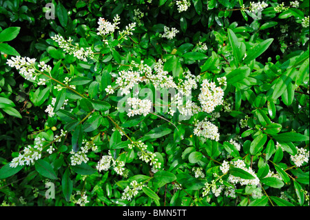 Gesamtansicht der Blüten und Blätter der wilden Liguster (Ligustrum Vulgare) wilde Liguster Blüte im Juni Stockfoto