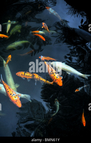 Koi-Karpfen – Monte Palace Tropical Garden, Monte, Madeira Stockfoto