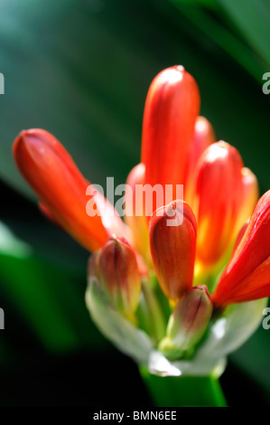 Clivia Miniata orange rot ungeöffneten Blütenknospe Amaryllidaceae Bush Lilie Boslelie Stockfoto