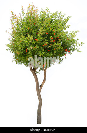 Granatapfelbaum isoliert auf weißem Hintergrund Stockfoto