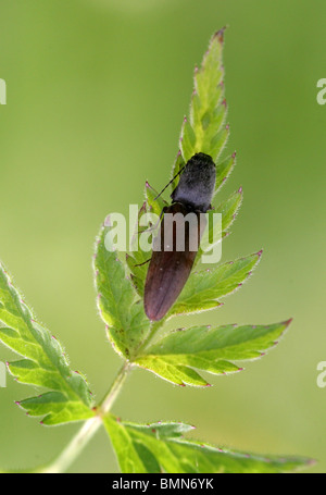 Klicken Sie auf Käfer, Athous Haemorrhoidalis, Elateridae, UK Stockfoto