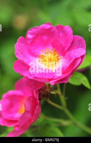 Rosa Gallica (gallische Rose, französische Rose oder Rose von Provins) Stockfoto