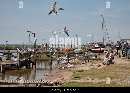 Schwarze Spitze Möwen Aufräumvorgang für Lebensmittel in Southwold Harbour Suffolk Stockfoto