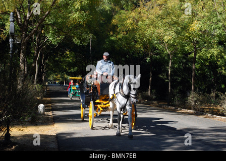 Pferd und Wagen auf der Avenida de Pizzaro im Maria Luisa Park, Sevilla, Provinz Sevilla, Andalusien, Spanien, Europa. Stockfoto