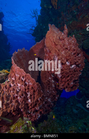 Großen Faß mit Schwimmen durch dahinter Schwamm und klarem, blauem Wasser Hintergrund reinigen. Bloody Bay, Little Cayman, Cayman-Inseln Stockfoto