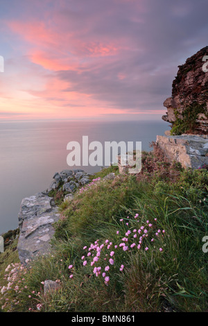 Sommer-Sparsamkeit und eine Dämmerung Himmel vom Rand des Tal der Felsen in der Nähe von Lynton im Exmoor National Park, Devon, England Stockfoto