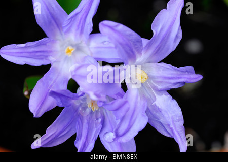 Chionodoxa Luciliae Syn Chionodoxa Gigantea Scilla Luciliae Herrlichkeit des blauen Blüten Schneefrühling Blumen blühenden blühen Stockfoto