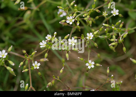 Gemeinsamen Hornkraut, Cerastium Fontanum, Caryophyllaceae, UK. Stockfoto