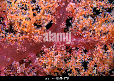 Weichkorallen, Dendronephthya SP., Fidschi-Inseln, Pazifik Stockfoto