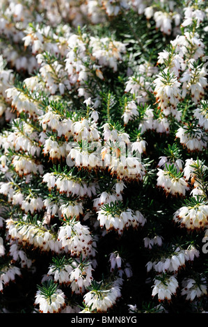 Erica Carnea Snowcap weißen Winter Heide Winter blühenden Heidekraut Frühling Heide Sy Herbacea mediterranea Stockfoto