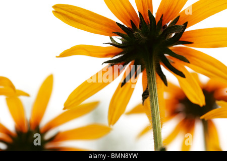 Black-Eyed Susan Blumen auf weißem Hintergrund Stockfoto