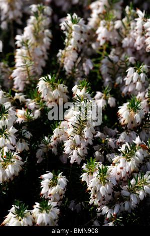 Erica Carnea Snowcap weißen Winter Heide Winter blühenden Heidekraut Frühling Heide Sy Herbacea mediterranea Stockfoto