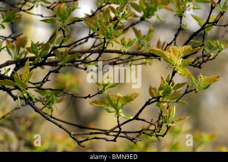 Acer Ginnala (Amur-Ahorn) Laubbaum Blätter Vorfrühling Stockfoto