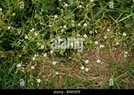 Gemeinsamen Hornkraut, Cerastium Fontanum, Caryophyllaceae, UK. Stockfoto