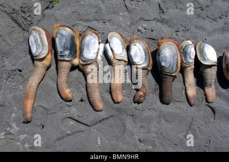 Geoduck Muschel Graben auf Washinton State Puget Sound bei einem minus 3 Fuß Ebbe Stockfoto