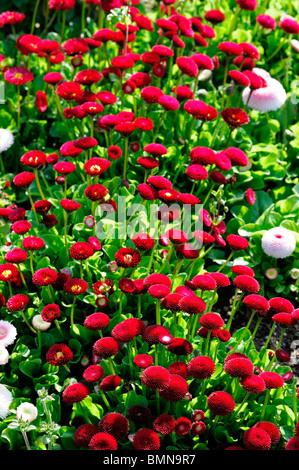 rot Bellis Perennis AGM Pomponette Blume Blüte Blüte Bett rot Cluster Frühling Stockfoto
