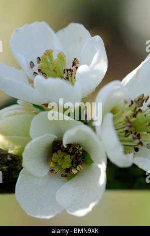 Blühende Quitte Chaenomeles Speciosa Nivalis Sorte winterhart Strauch weiße Blüten Frühling Blume Blüte Blüte Stockfoto