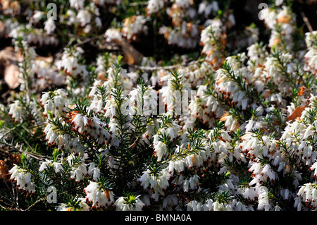 Erica Carnea Springwood weißen Winter Heide Winter blühenden Heidekraut Frühling Heide Sy Herbacea mediterranea Stockfoto