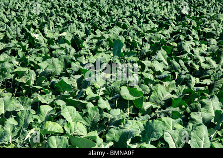 Outdoor-Anbau von Brokkoli Stockfoto