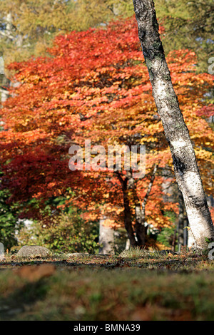 Japanischer Ahorn zeigt seine Herbstfärbung in Togakushi, Japan. Stockfoto