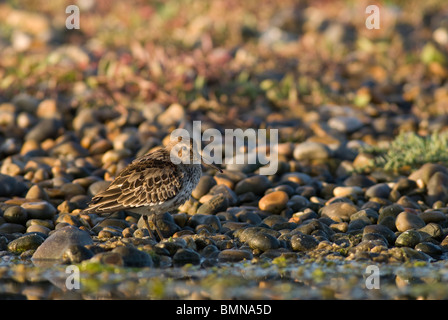 Alpenstrandläufer, (Calidris Alpina), am Ufer der Schindel, Norfolk getarnt Stockfoto