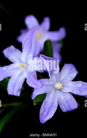Chionodoxa Luciliae Syn Chionodoxa Gigantea Scilla Luciliae Herrlichkeit des blauen Blüten Schneefrühling Blumen blühenden blühen Stockfoto