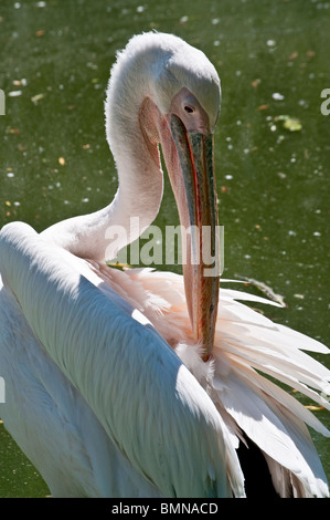 Eastern White Pelican putzen, London Zoo. Stockfoto