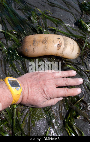 Geoduck Muschel Graben auf Washinton State Puget Sound bei einem minus 3 Fuß Ebbe Stockfoto