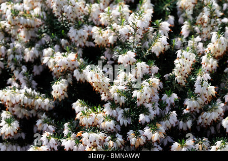 Erica Carnea Snowcap weißen Winter Heide Winter blühenden Heidekraut Frühling Heide Sy Herbacea mediterranea Stockfoto