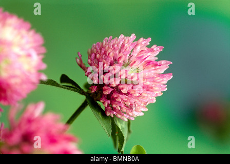 Rotklee (Trifolium Pratense) rosa Blume Nahaufnahme mit Tau und Nektar auf Röschen Stockfoto
