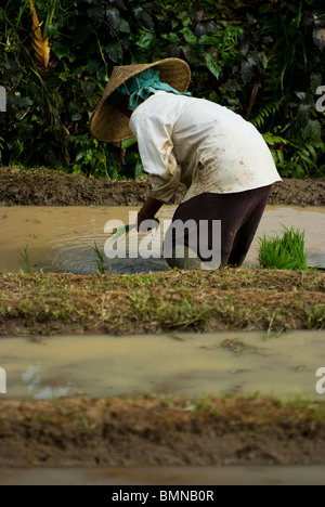 Pflanzung von Hand neue Reis in die herrliche terrassierten Reisfelder von Belimbing, Bali, Indonesien. Stockfoto