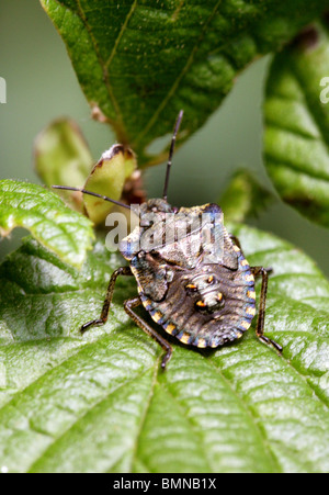 Forest Shieldbug, endgültige Instar Pentatoma Art, Pentatomidae, Hemiptera. Am letzten Nymphe Stadium bevor Sie zu Erwachsenen Insekt. Stockfoto