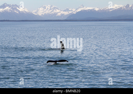 Buckelwale-Egel und flossen vor eisigen Straits Punkt Alaskas Stockfoto