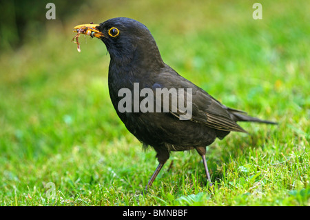 Männchen des Essen ein Regenwurm, Turdus Merula Amsel Stockfoto