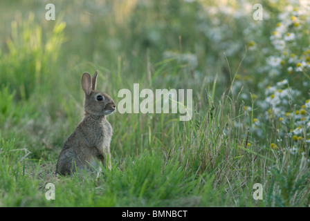 Junge Kaninchen (Oryctolagus Cuniculus), Wiese Rand, Norfolk Stockfoto